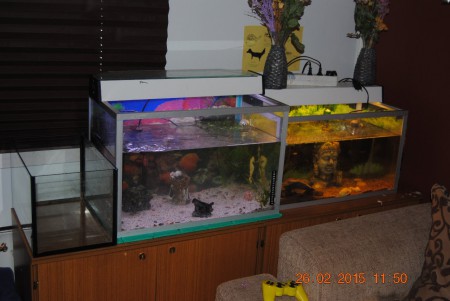 Seeprat, inkkarit, millikset, monnit ja monniset