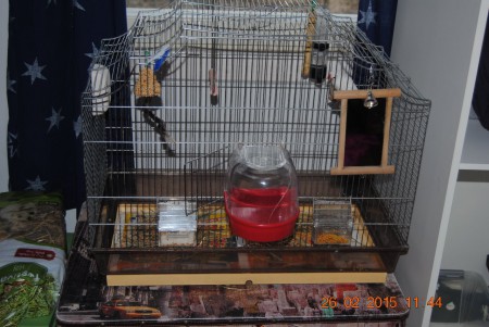 uusikoti löytyi makuuhuoneesta, maaliskuun alussa isoomman häkin