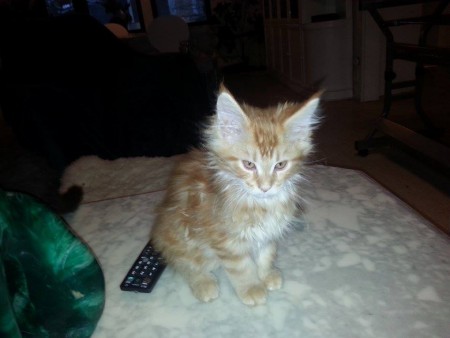 Huhtikuussa tämä poika muuttaa meille