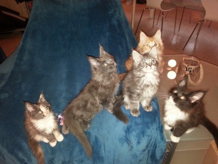 Steffe takana, kera sisarustensa