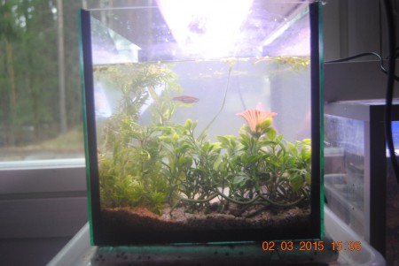 Irmelin altaasta otin ja pesaasin muovikasvin poikasaltaaseen