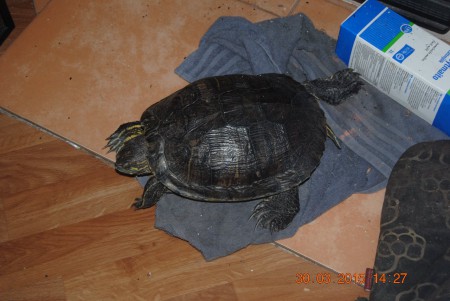 Vähän lämmitellään ja venytetään jalkoja takan eressä kun on valakia