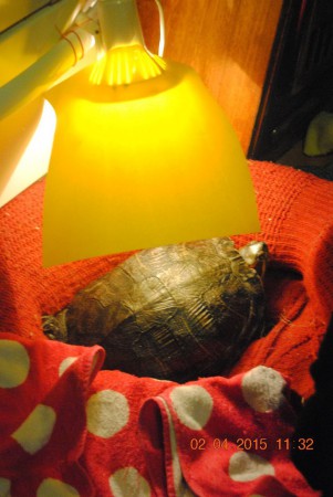 Yö nukuttiin Sylyvin pedissä, ja kun herättiin mentiin lämmittelemään lampun alle.