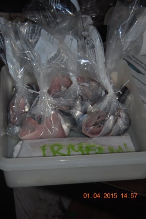 Silakat pussitettu 4kpl paketteihin, etummaisesta paketista löytyy alaskanseitiä.