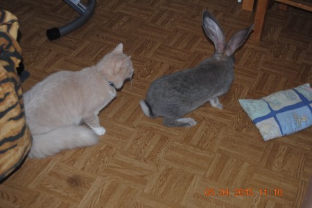 Maxi pääsi kyläreissulle siskoni työ. Koipeliini heti uteliaana perässä