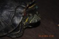 /album/irmeli/dsc-4898-jpg/