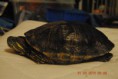 /album/irmeli/dsc-5469-jpg/